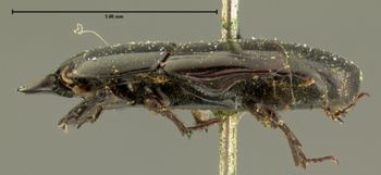 Media type: image;   Entomology 6957 Aspect: habitus lateral view